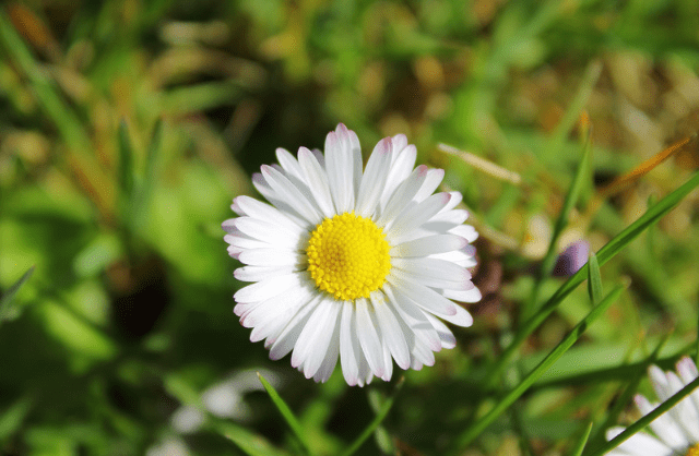 Blossomed Daisy